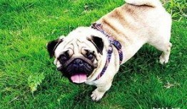 内蒙巴哥爆料最新消息新闻